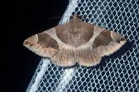 Dysgonia algira
