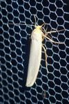 Eilema caniola