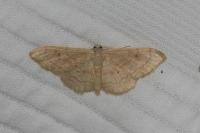 Idaea rubraria