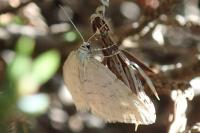 Mesotype verberata