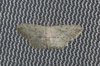 Idaea seriata