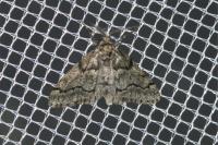Tephronia sepiaria