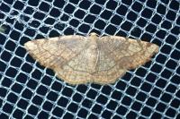 Stegania trimaculata
