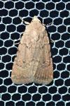 Caradrina flavirena