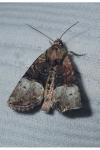 Mesoligia furuncula