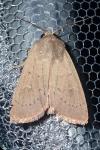 Mythimna ferrago