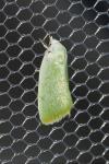 Earias vernana