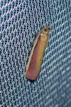 Oncocera semirubella