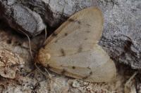 Paidia rica