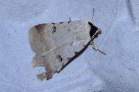 Lygephila craccae