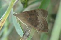 Uresiphita gilvata