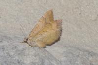Camptogramma bilineata