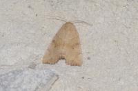 Cosmia trapezina