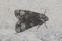 Craniophora ligustri