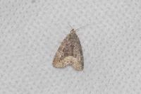 Deltote pygarga
