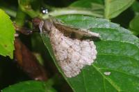 Ectropis crepuscularia
