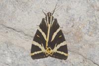 Euplagia quadripunctaria