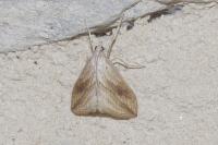 Evergestis forficalis