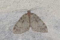 Hydriomena furcata