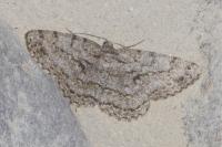 Hypomecis roboraria