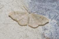 Idaea aversata