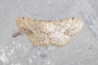 Idaea dimidiata