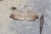 Laspeyria flexula