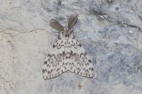 Lymantria monacha