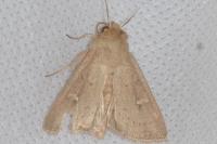 Mythimna ferrago