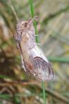 Notodonta ziczac