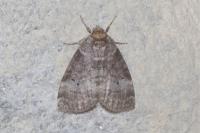Ochropacha duplaris