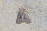 Oligia