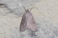 Pachycnemia hippocastanaria hippocastanaria