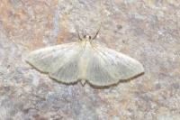 Paratalanta hyalinalis