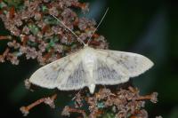 Patania ruralis