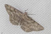 Peribatodes rhomboidaria rhomboidaria