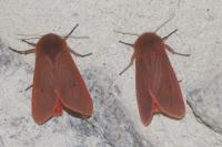 Phragmatobia fuliginosa
