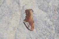 Ptilodon cucullina