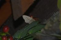 Scopula nigropunctata
