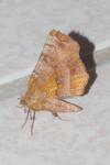 Selenia dentaria