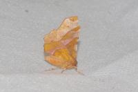 Selenia tetralunaria