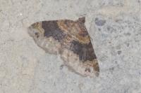 Xanthorhoe spadicearia/ferrugata