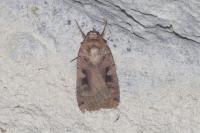 Xestia ditrapezium