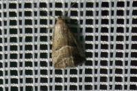 Hypenodes humidalis