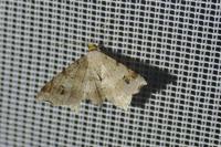 Macaria alternata