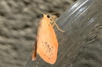 Miltochrista miniata