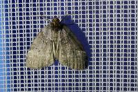 Ochropacha duplaris