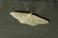 Idaea aversata