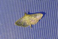 Patania ruralis