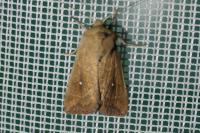 Mythimna albipuncta